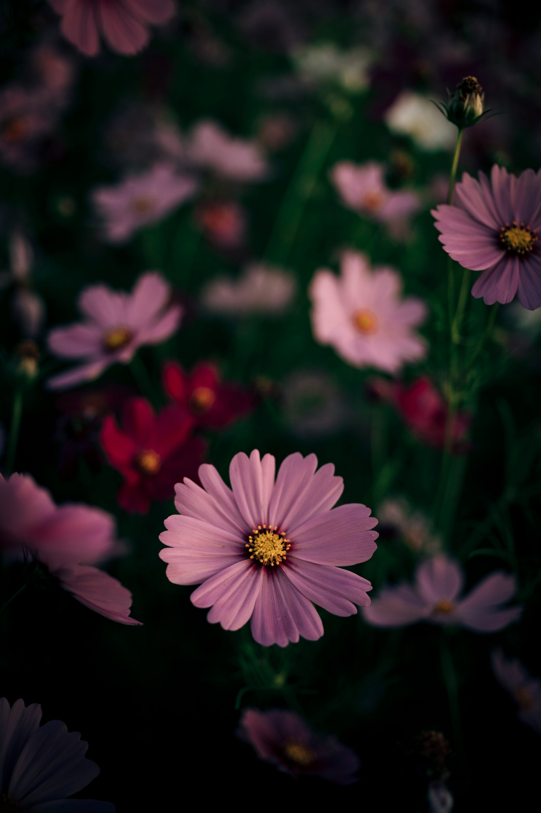 pink and white flower in tilt shift lens